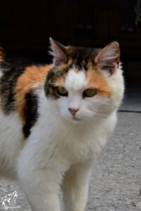 Katze