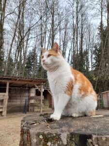 Katze