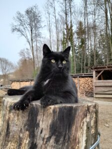 Katze