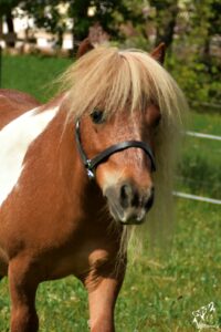 Pferd