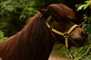 Pferd