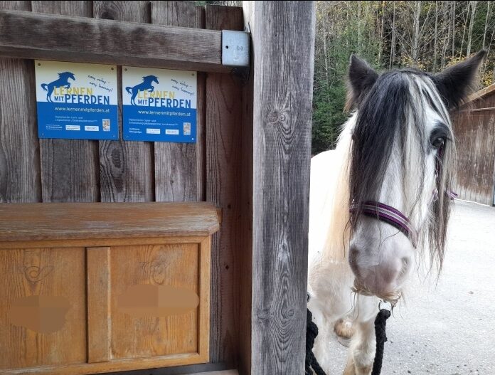 Pferd mit Trainertafeln