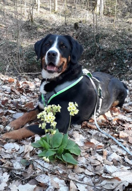 Hund